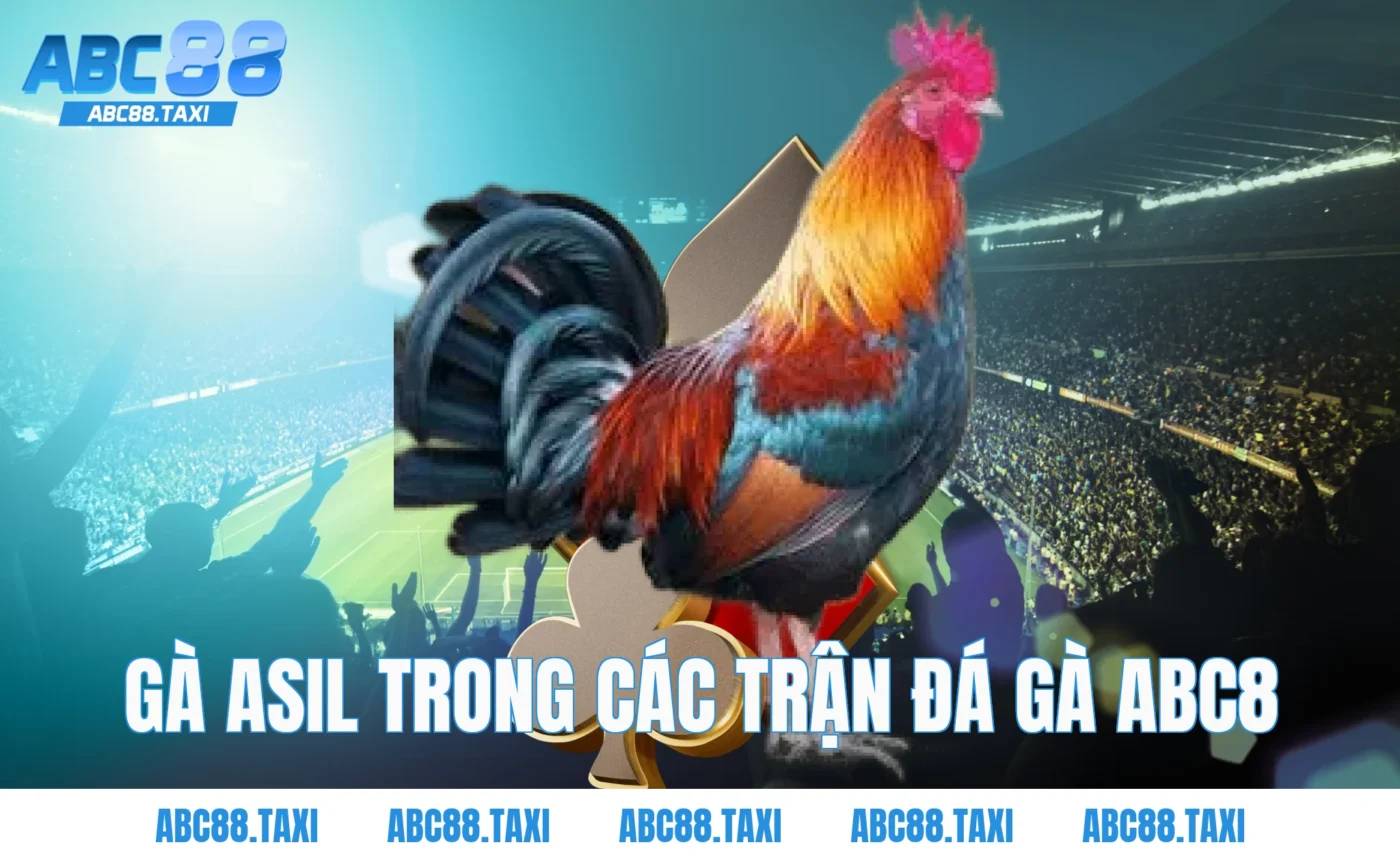 Gà Asil trong các trận Đá Gà ABC8